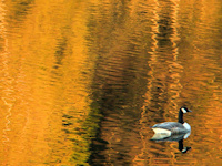 Golden Reservoir