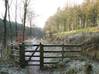 Path in Macclesfield Forest