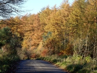 Macclesfield Forest Autumn