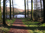 Footpath through the trees to Trentabank Reservoir